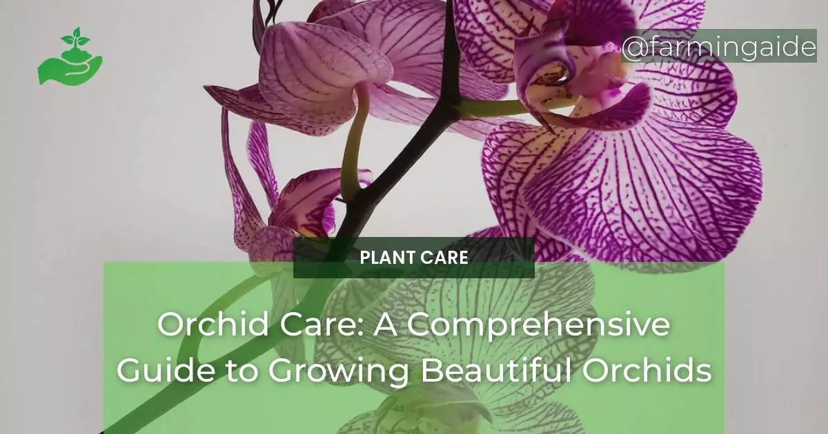 Orchid Care: A Comprehensive Guide to Growing Beautiful Orchids