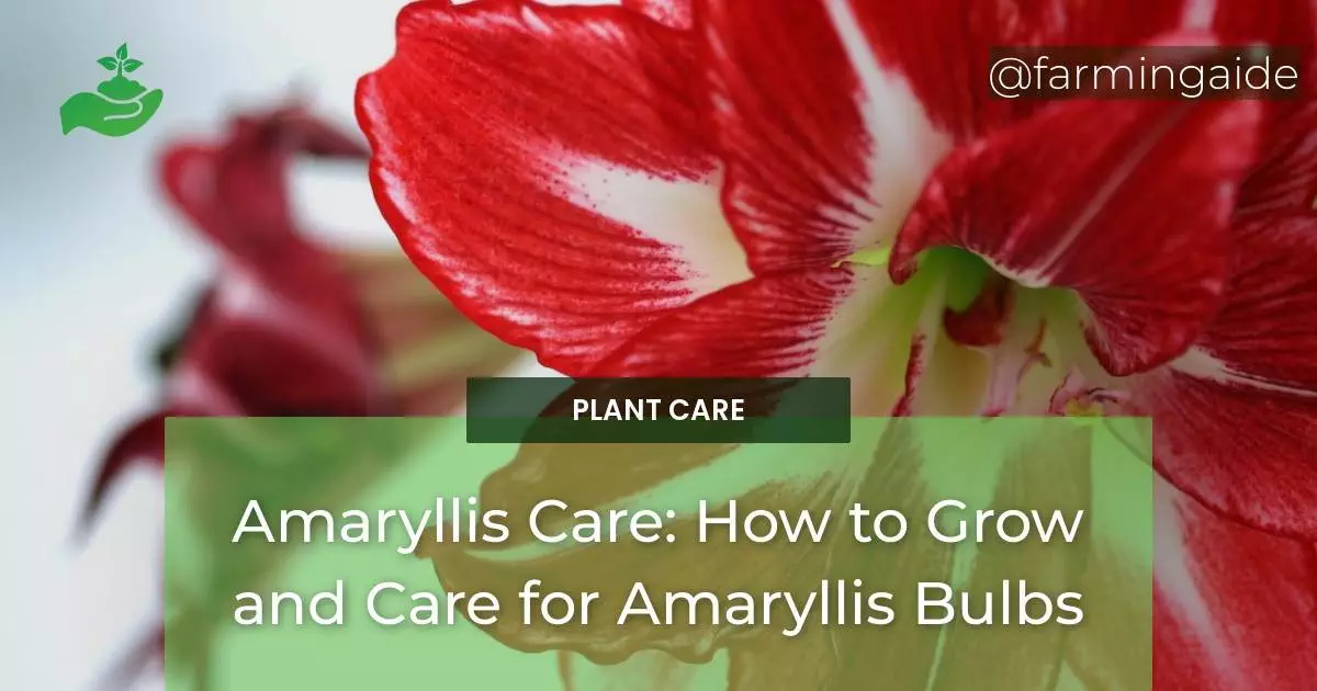 Amaryllis Care: How to Grow and Care for Amaryllis Bulbs