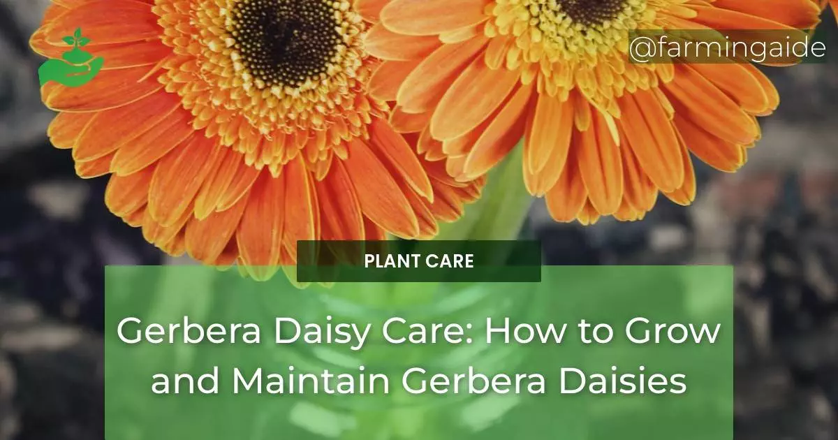 Gerbera Daisy Care: How to Grow and Maintain Gerbera Daisies