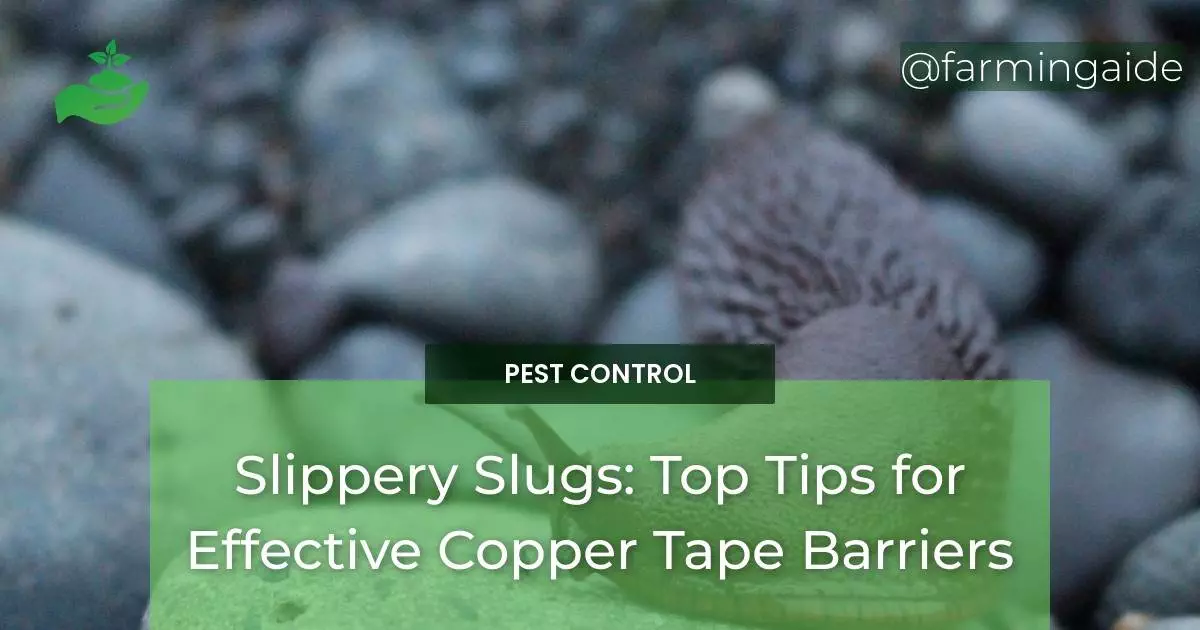 Slippery Slugs: Top Tips for Effective Copper Tape Barriers
