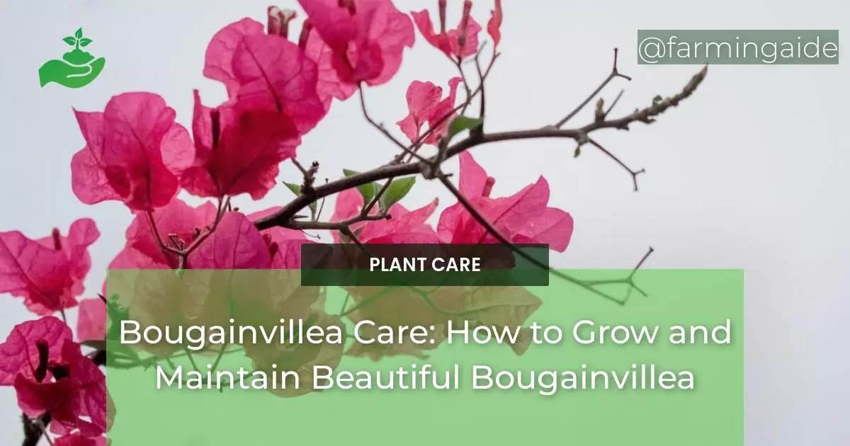 Bougainvillea Care: How to Grow and Maintain Beautiful Bougainvillea