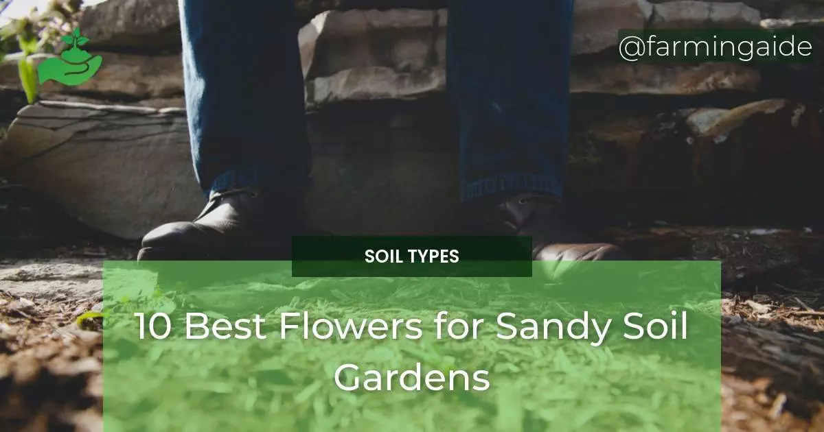 10 Best Flowers for Sandy Soil Gardens