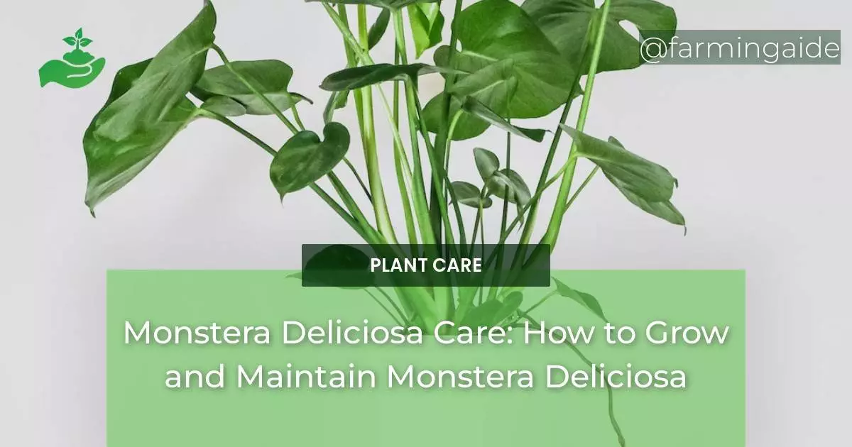 Monstera Deliciosa Care: How to Grow and Maintain Monstera Deliciosa