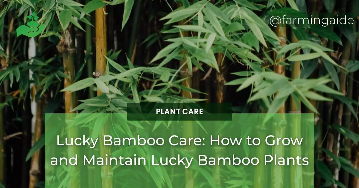 Lucky Bamboo Care: How to Grow and Maintain Lucky Bamboo Plants
