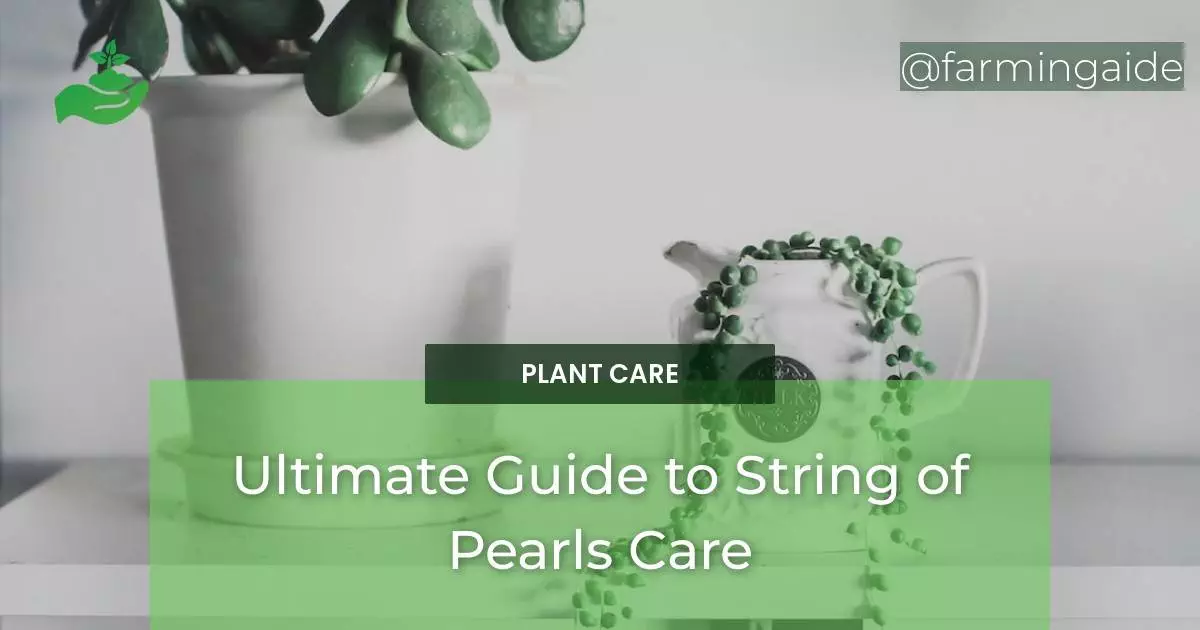 Ultimate Guide to String of Pearls Care