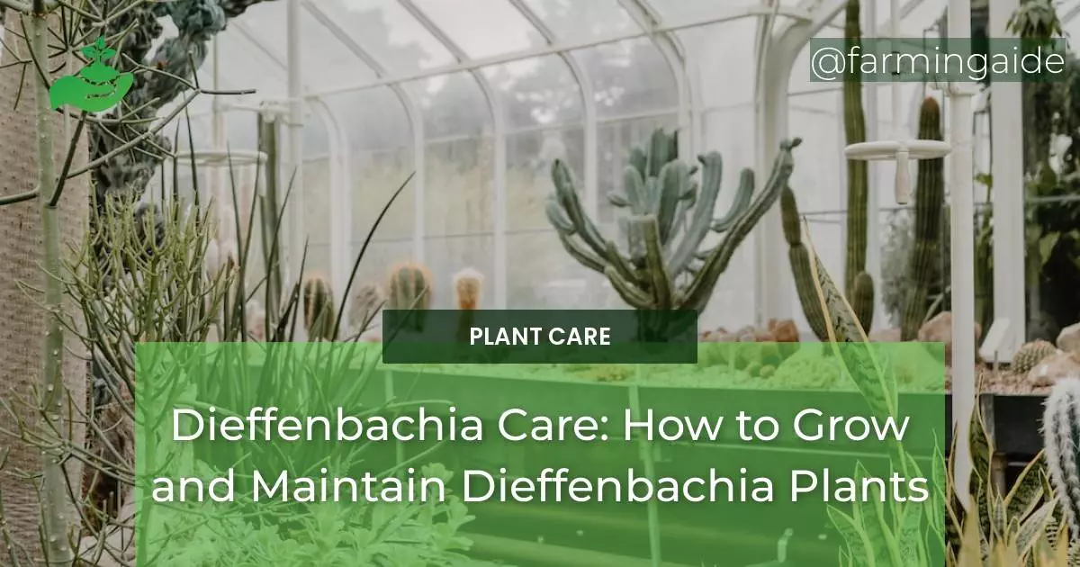 Dieffenbachia Care: How to Grow and Maintain Dieffenbachia Plants