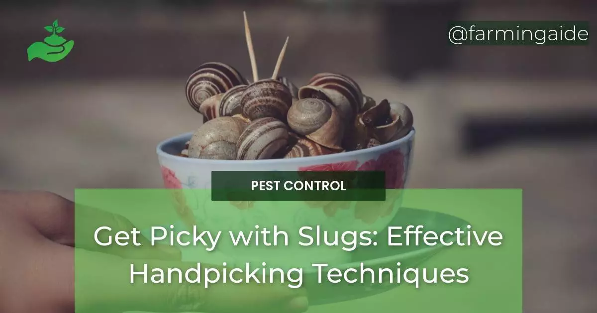 Get Picky with Slugs: Effective Handpicking Techniques
