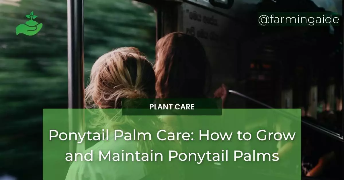 Ponytail Palm Care: How to Grow and Maintain Ponytail Palms