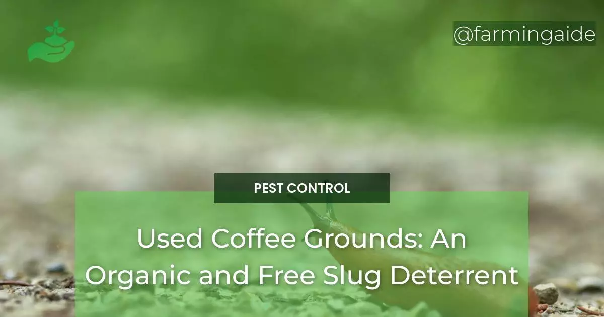 Used Coffee Grounds: An Organic and Free Slug Deterrent