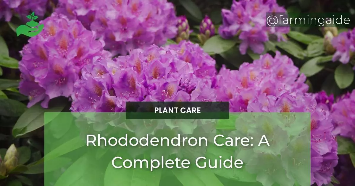 Rhododendron Care: A Complete Guide