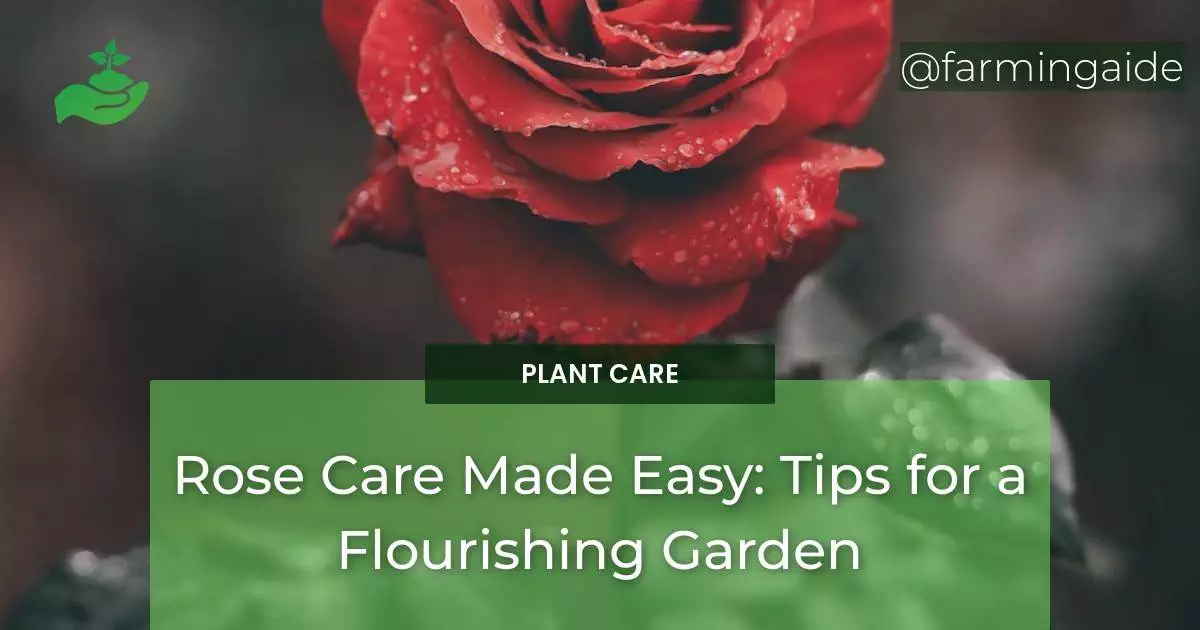 Rose Care Made Easy: Tips for a Flourishing Garden