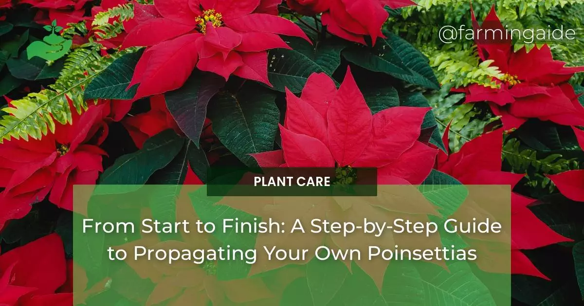 From Start to Finish: A Step-by-Step Guide to Propagating Your Own Poinsettias