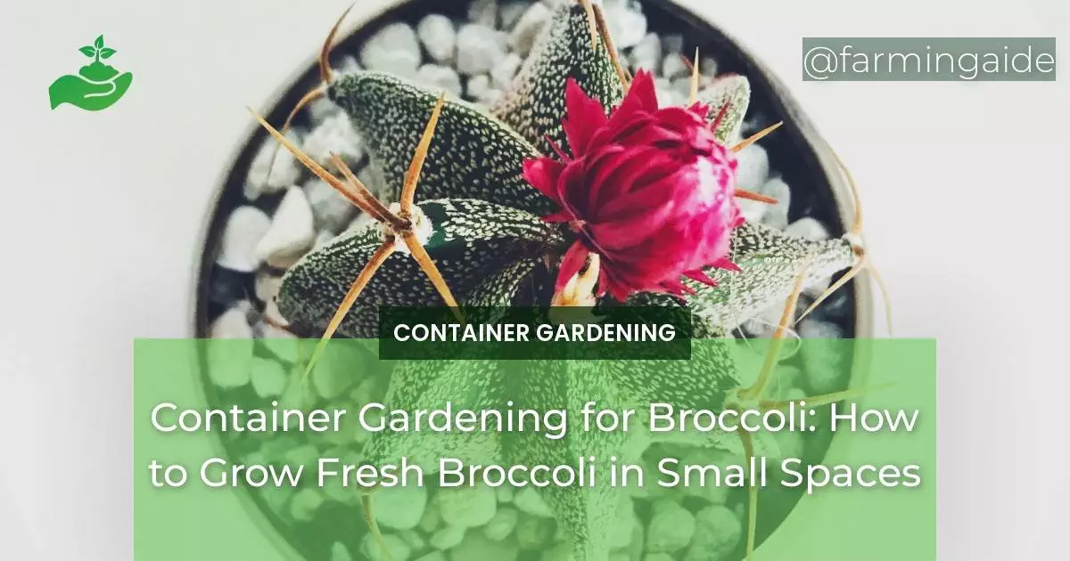 Container Gardening for Broccoli: How to Grow Fresh Broccoli in Small Spaces