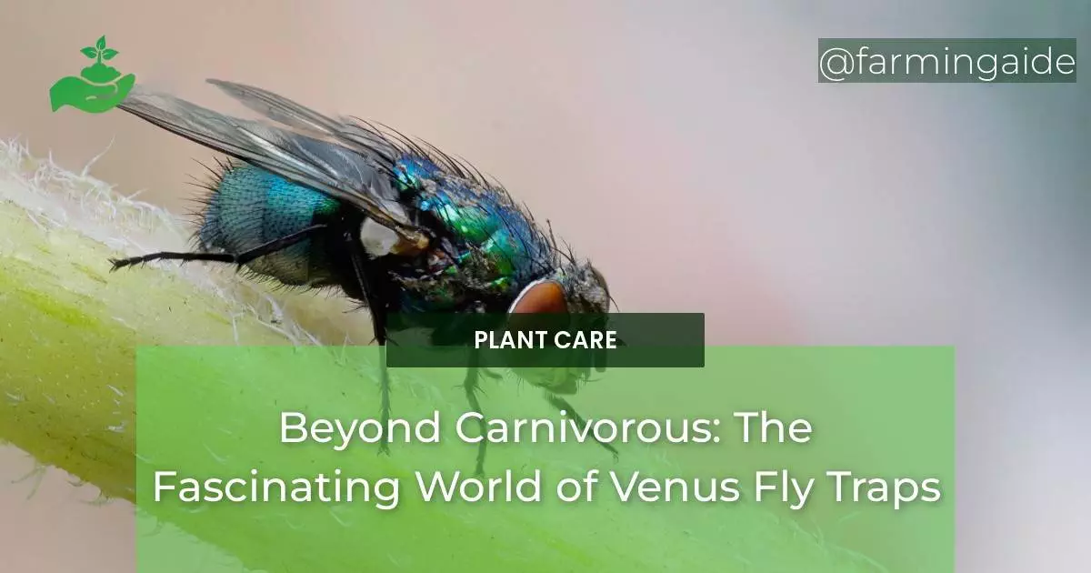 Beyond Carnivorous: The Fascinating World of Venus Fly Traps