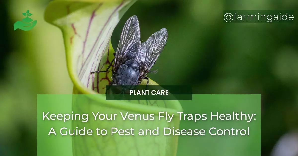 Keeping Your Venus Fly Traps Healthy: A Guide to Pest and Disease Control