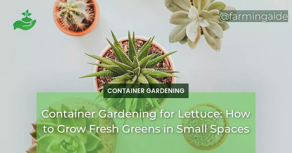 Container Gardening for Lettuce: How to Grow Fresh Greens in Small Spaces