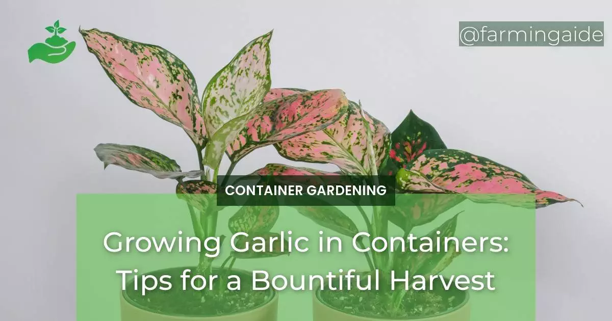 Growing Garlic in Containers: Tips for a Bountiful Harvest