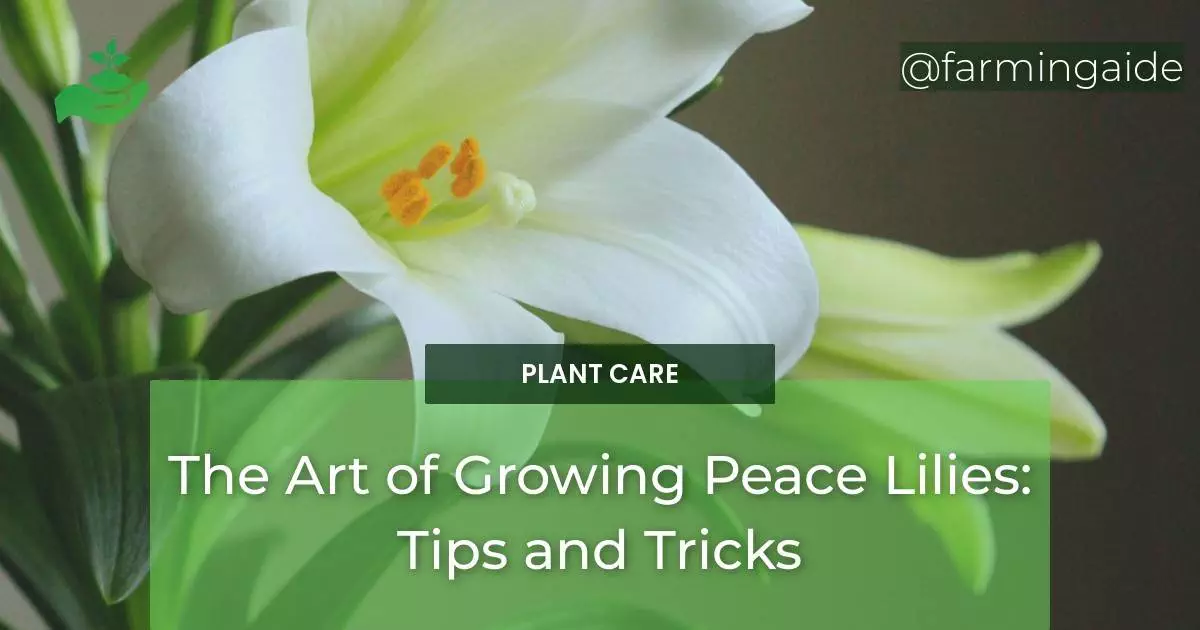 The Art of Growing Peace Lilies: Tips and Tricks