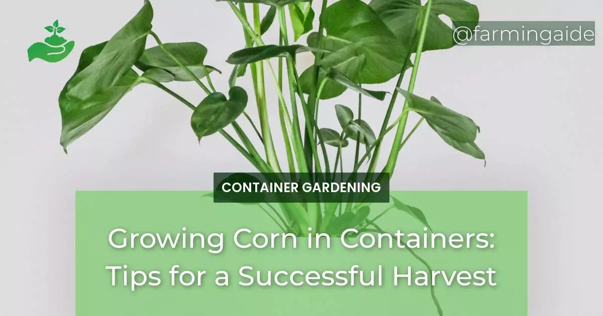 Growing Corn in Containers: Tips for a Successful Harvest