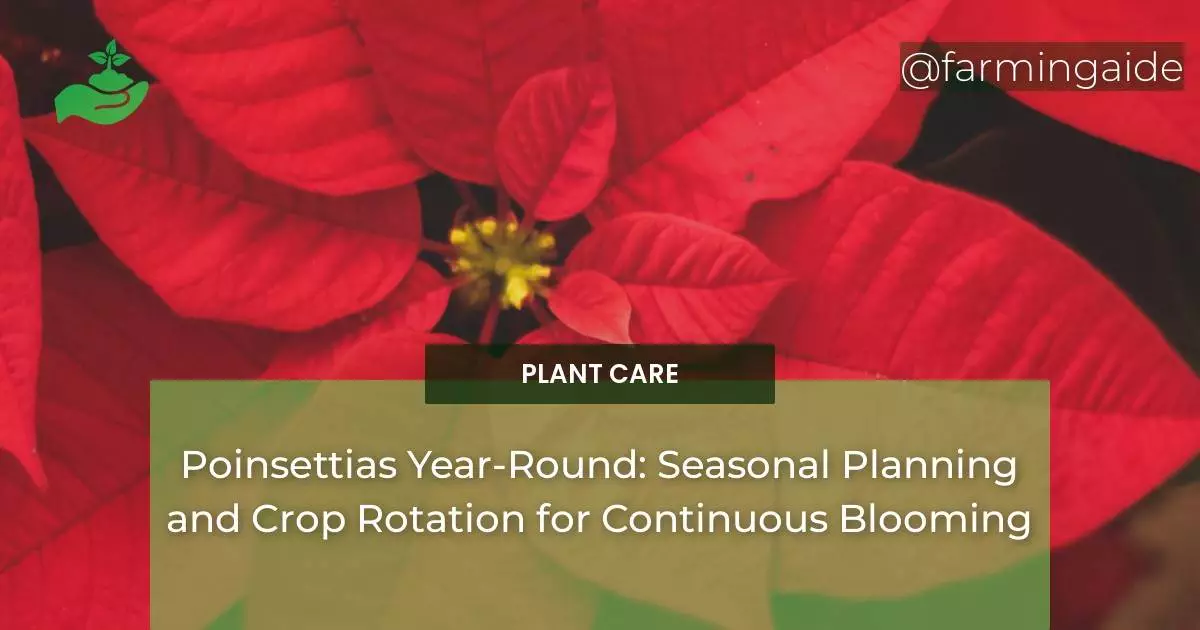 Poinsettias Year-Round: Seasonal Planning and Crop Rotation for Continuous Blooming