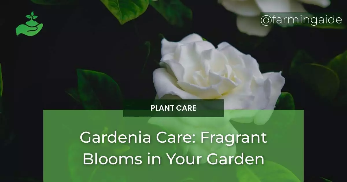 Gardenia Care: Fragrant Blooms in Your Garden