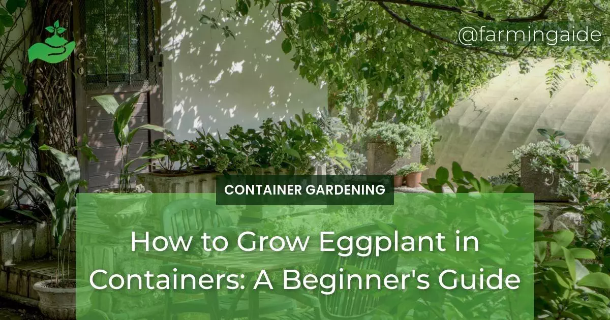 How to Grow Eggplant in Containers: A Beginner's Guide