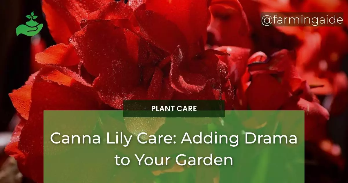 Canna Lily Care: Adding Drama to Your Garden
