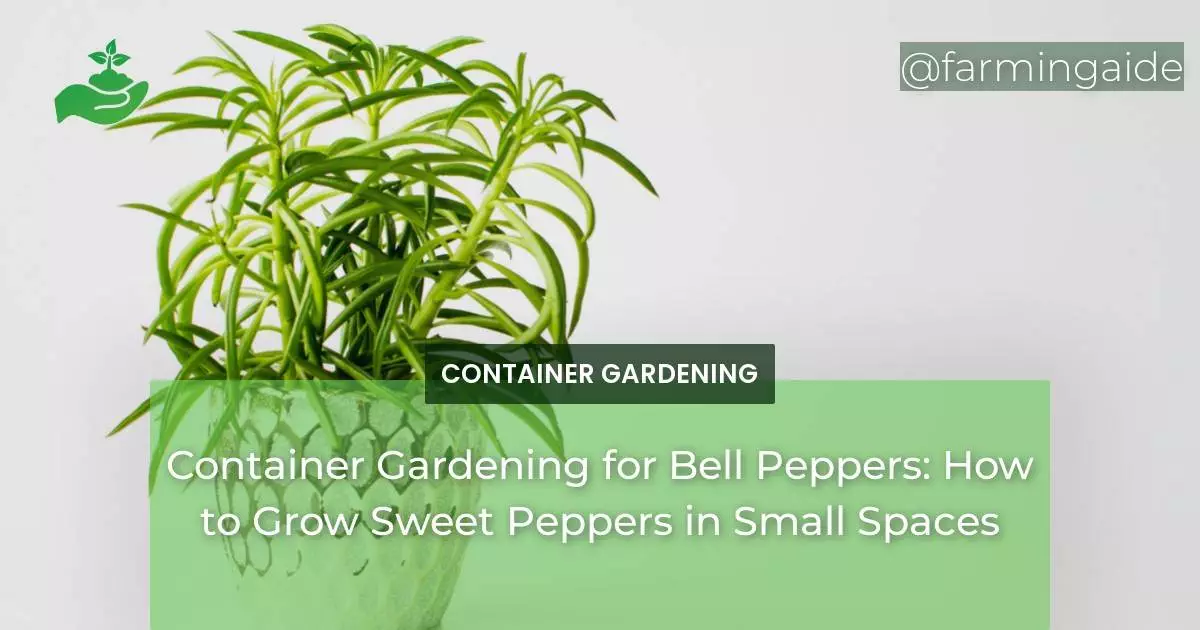 Container Gardening for Bell Peppers: How to Grow Sweet Peppers in Small Spaces
