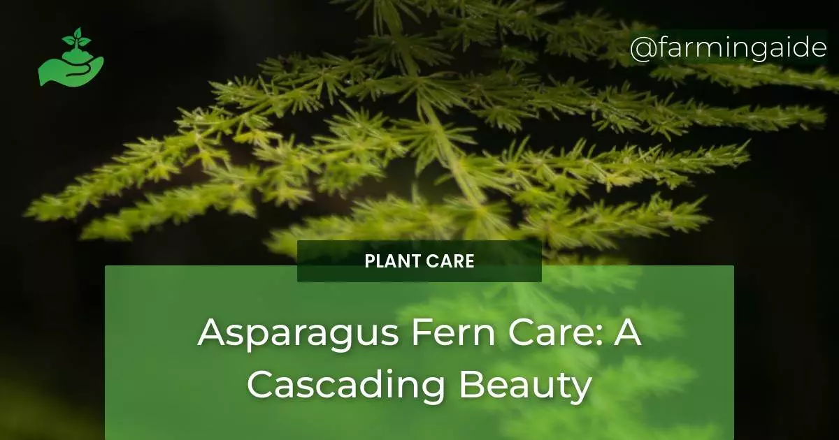 Asparagus Fern Care: A Cascading Beauty