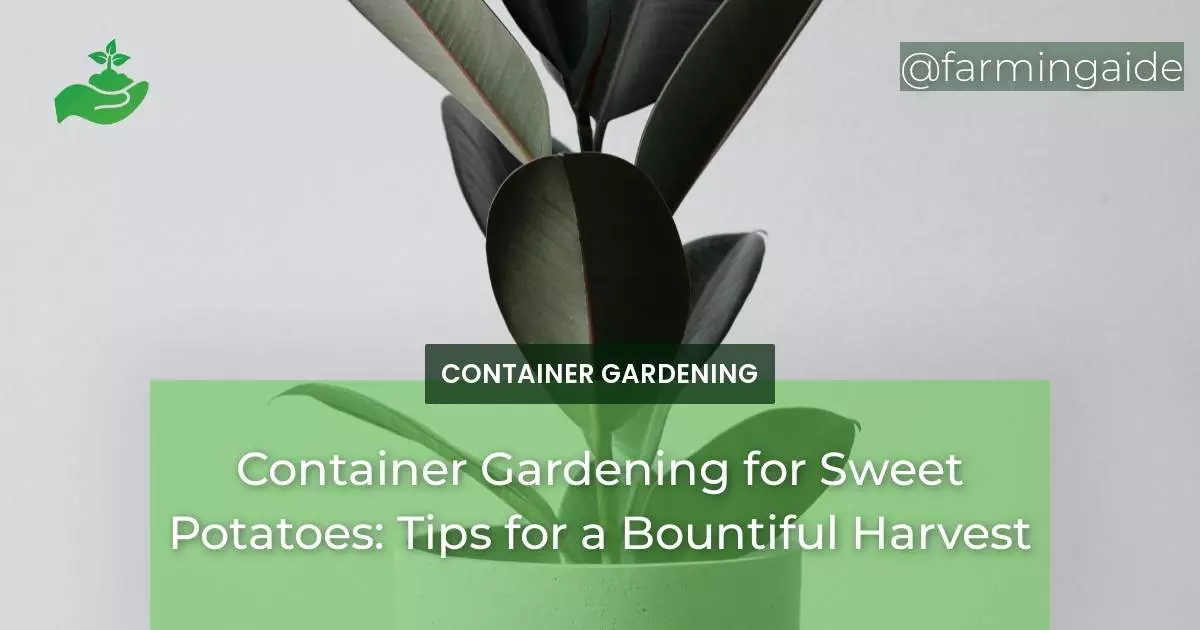 Container Gardening for Sweet Potatoes: Tips for a Bountiful Harvest