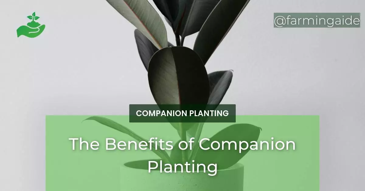 The Benefits of Companion Planting