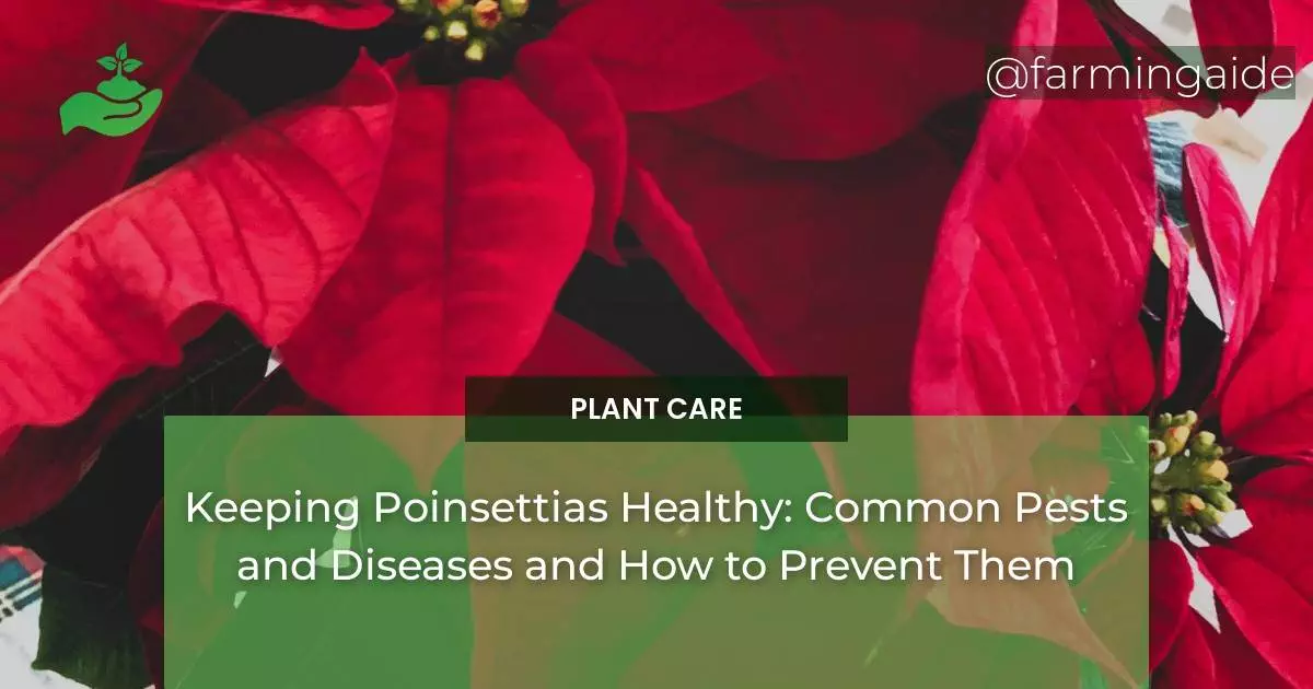 Keeping Poinsettias Healthy: Common Pests and Diseases and How to Prevent Them