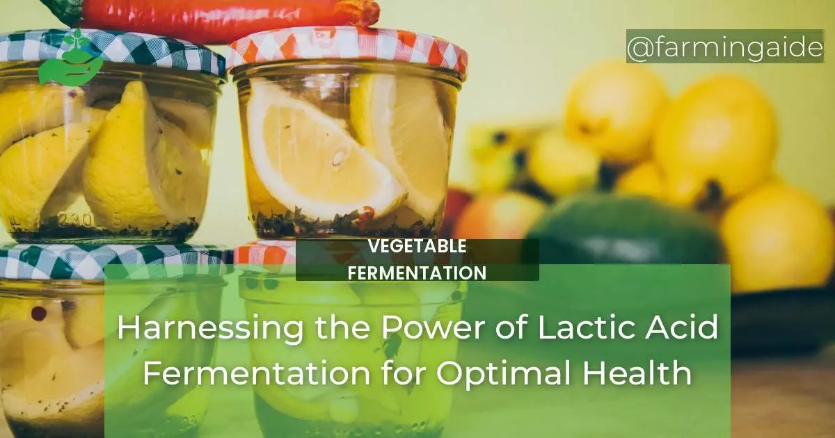 Harnessing the Power of Lactic Acid Fermentation for Optimal Health