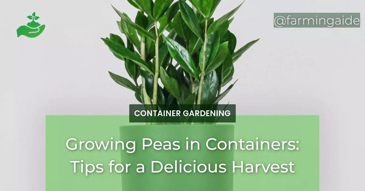 Growing Peas in Containers: Tips for a Delicious Harvest