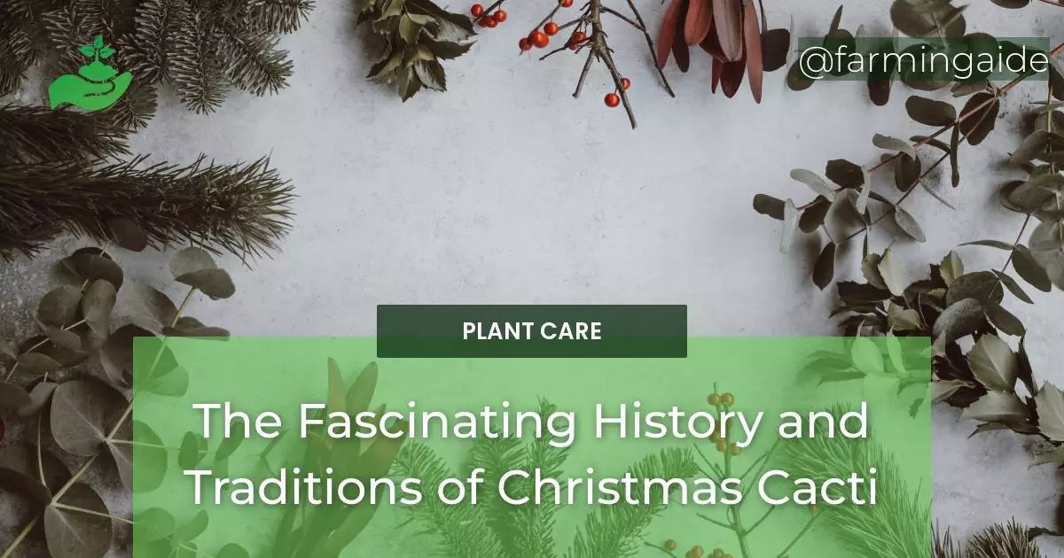 The Fascinating History and Traditions of Christmas Cacti