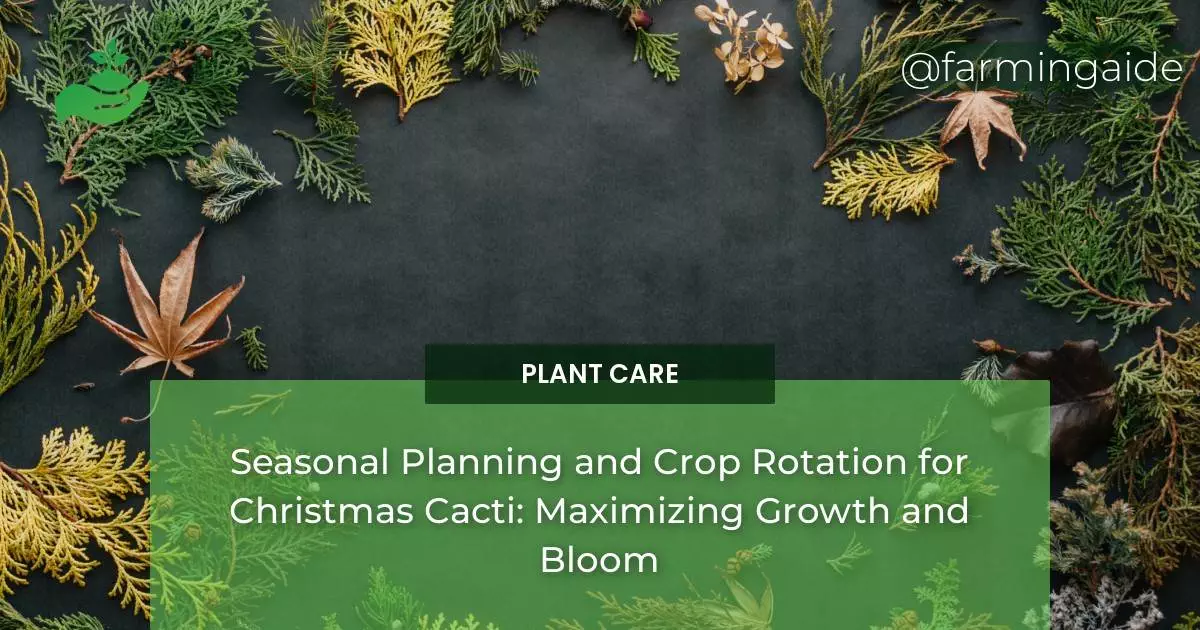Seasonal Planning and Crop Rotation for Christmas Cacti: Maximizing Growth and Bloom