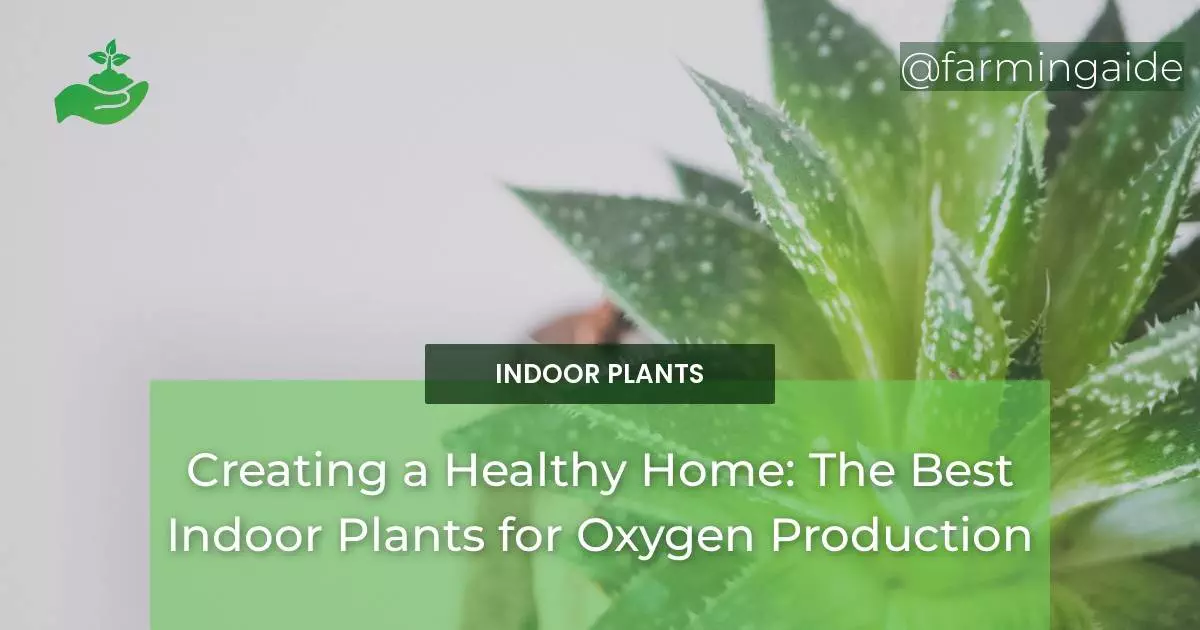 Creating a Healthy Home The Best Indoor Plants for Oxygen Production