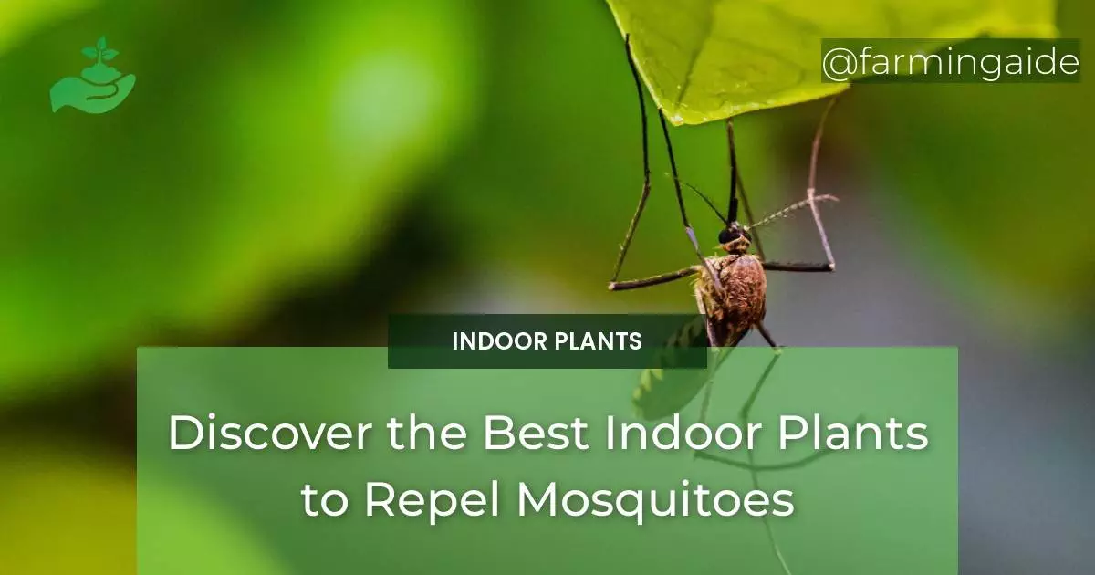 Discover the Best Indoor Plants to Repel Mosquitoes