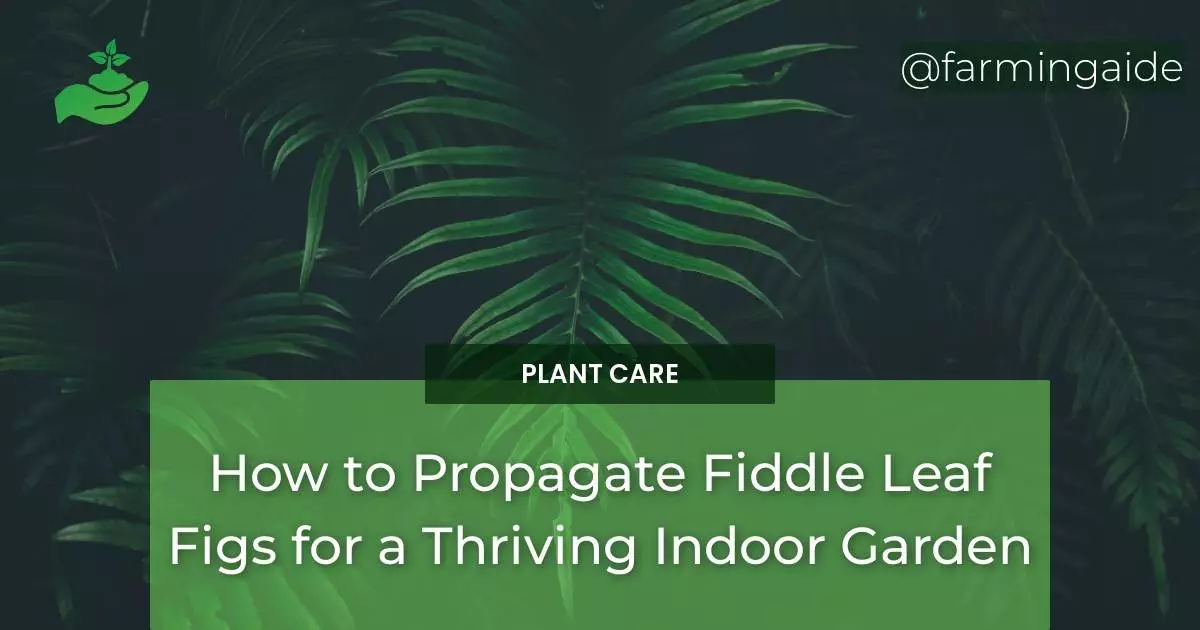 How to Propagate Fiddle Leaf Figs for a Thriving Indoor Garden