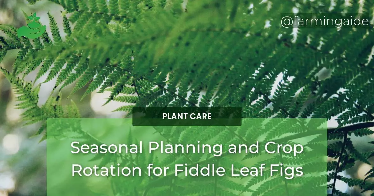 Seasonal Planning and Crop Rotation for Fiddle Leaf Figs