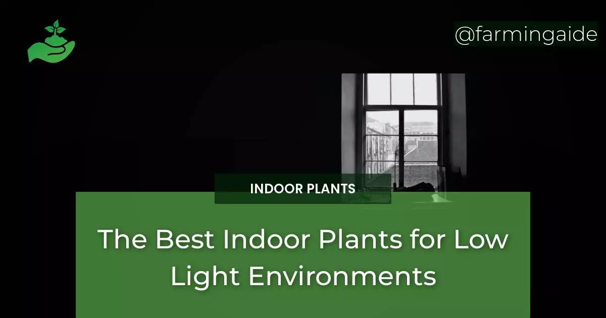 The Best Indoor Plants for Low Light Environments