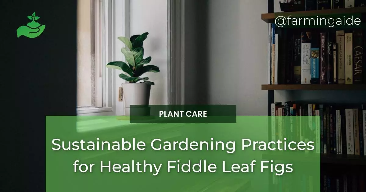 Sustainable Gardening Practices for Healthy Fiddle Leaf Figs