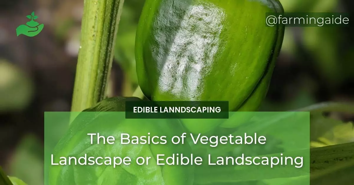 The Basics of Vegetable Landscape or Edible Landscaping