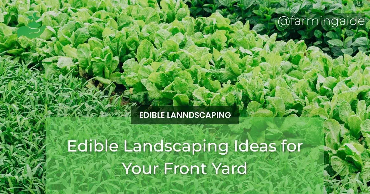 Edible Landscaping Ideas for Your Front Yard