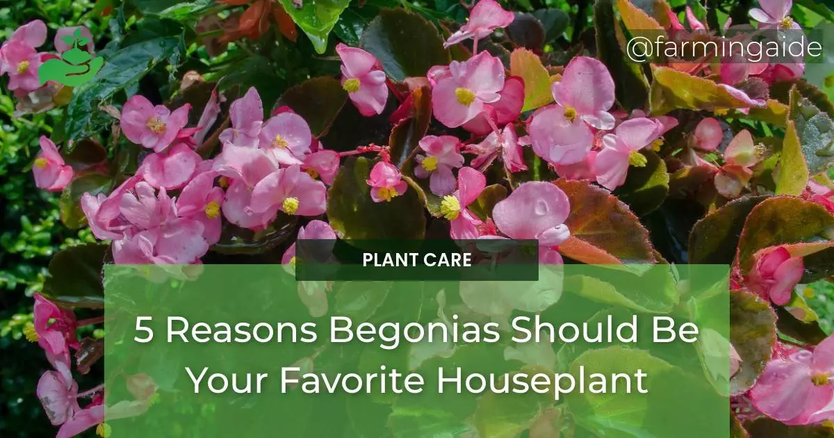 5 Reasons Begonias Should Be Your Favorite Houseplant