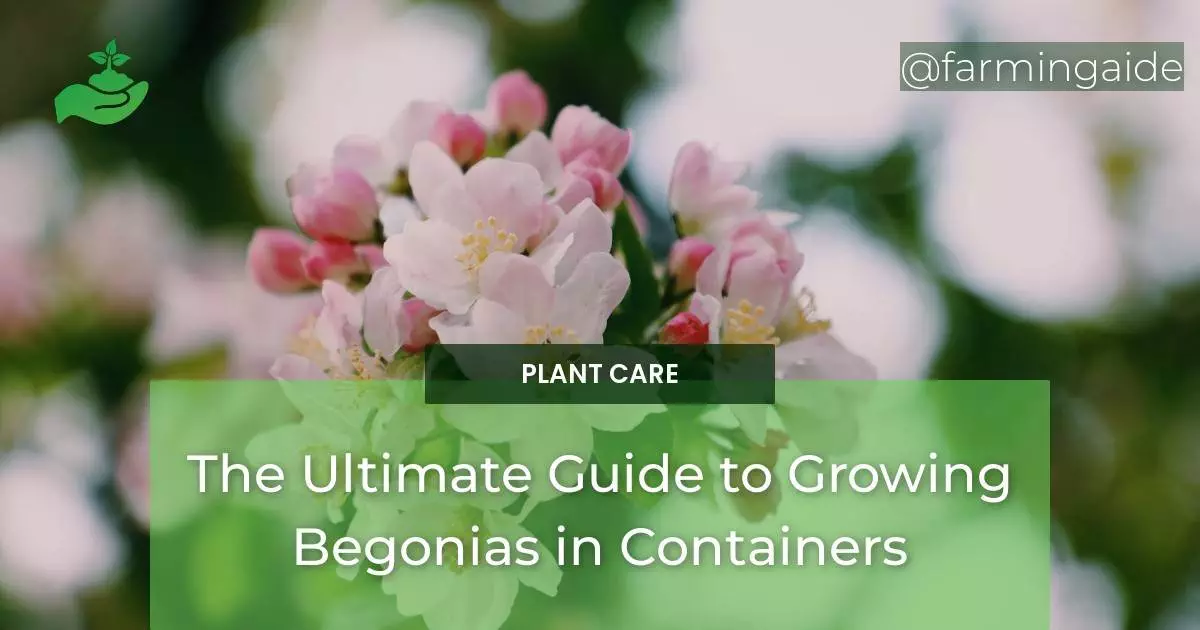The Ultimate Guide to Growing Begonias in Containers