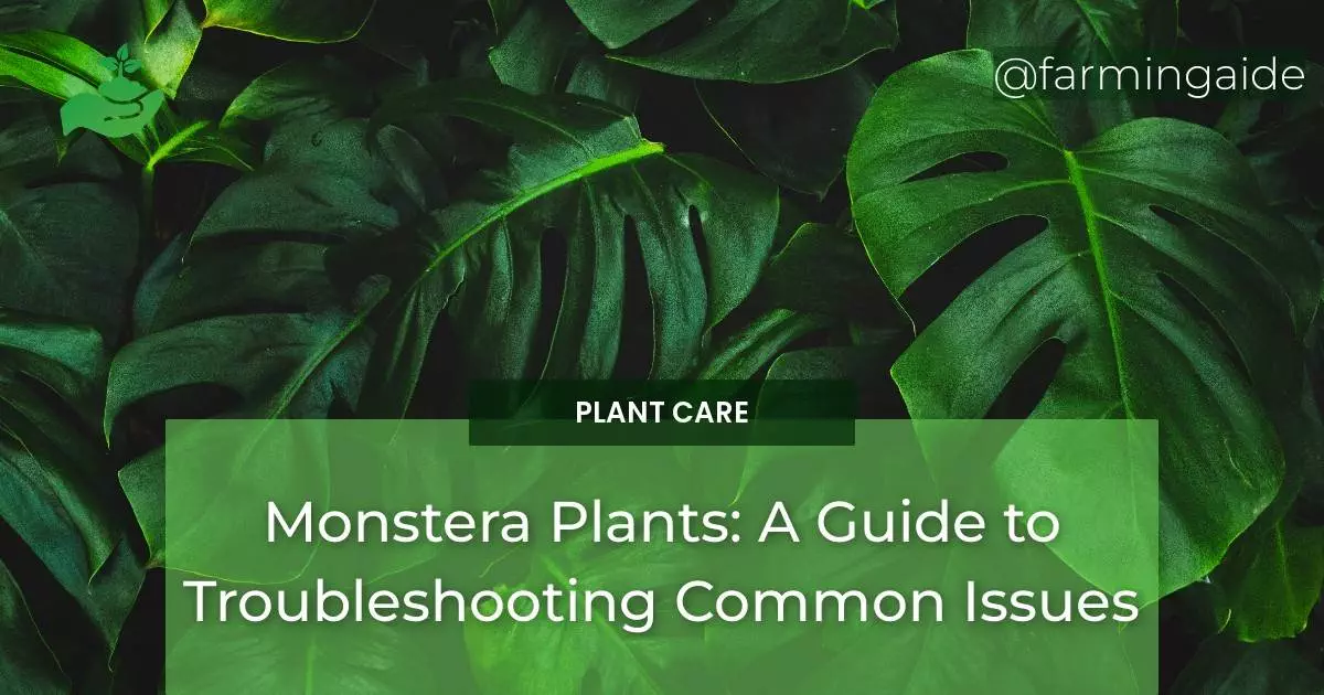Monstera Plants: A Guide to Troubleshooting Common Issues