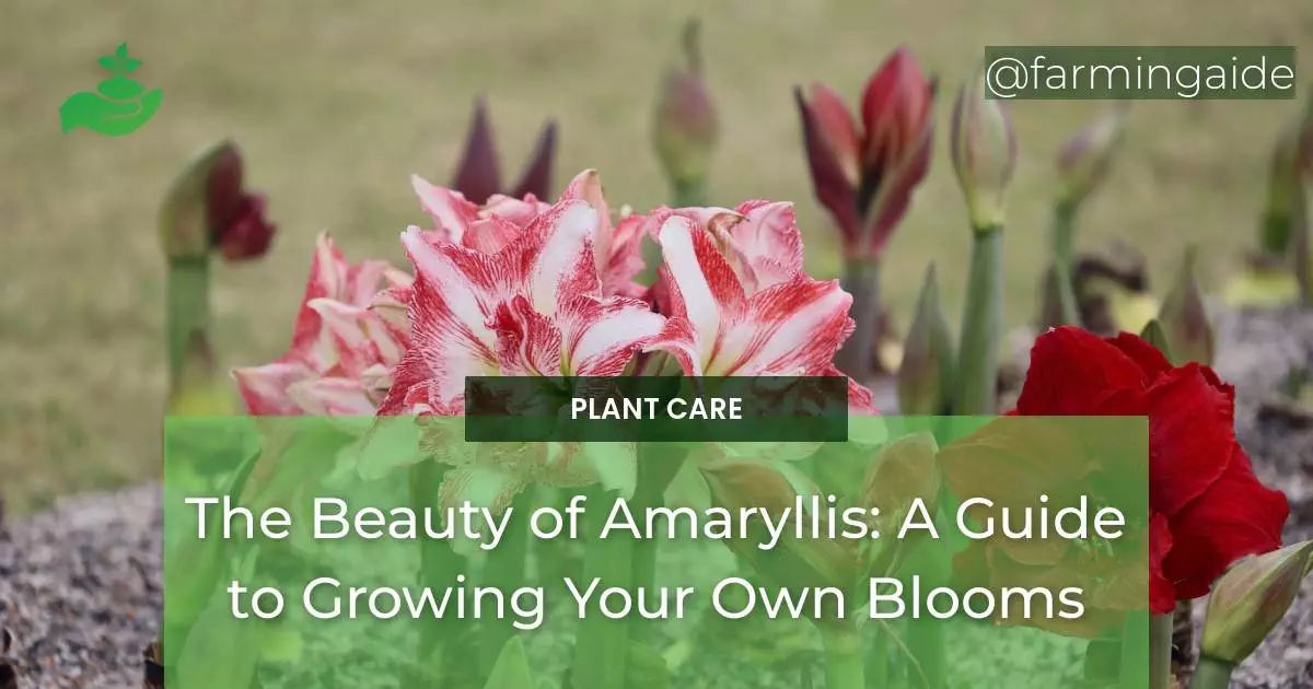 The Beauty of Amaryllis: A Guide to Growing Your Own Blooms