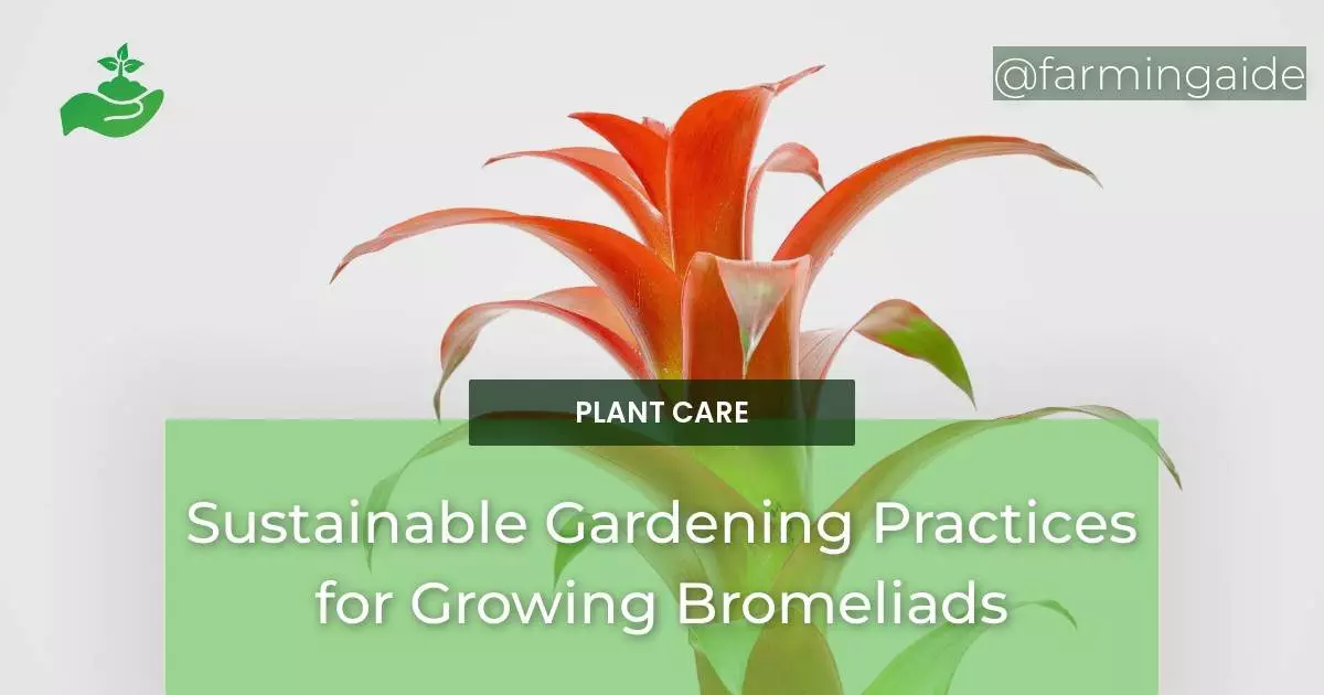 Sustainable Gardening Practices for Growing Bromeliads