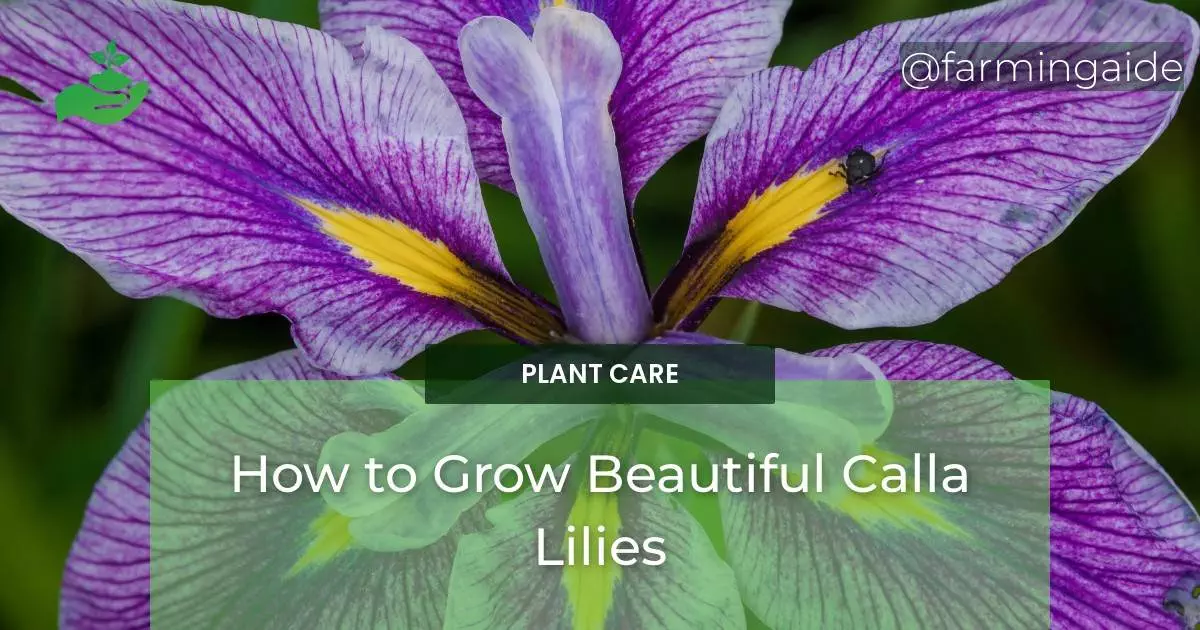 How to Grow Beautiful Calla Lilies